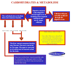 Diet Carb Chart Carbohydrate Breakdown Carbohydrate Chart