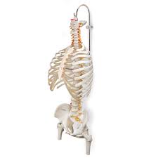 Bones are linked together by joints. Plastic Spinal Column And Skeleton Stand