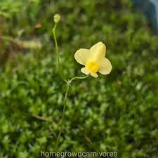 Image result for Utricularia subulata