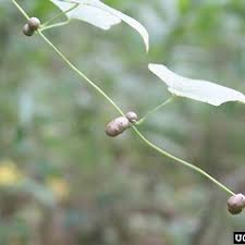 Image result for Polystachya cultriformis