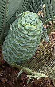Image result for Encephalartos schmitzii
