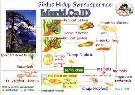 Siklus reproduksi tumbuhan berbiji tertutup. Gymnospermae Ciri Klasifikasi Siklus Hidup Reproduksi Murid Co Id