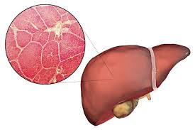 Learn about its function, parts, location on the body, and conditions that affect the liver, as well as. Liver Mydr Com Au