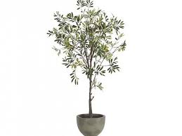 Potted Olive Tree Potted Olive Tree Olive Tree Olive