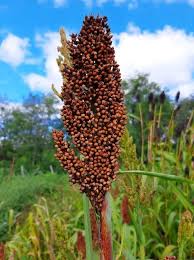 Image result for Sorghum bicolor