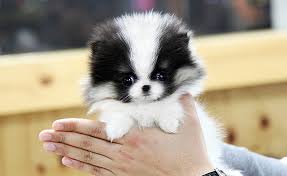 Our puppies are updated in all shots, they are affordable go place your order Teacup Pomeranian Husky Puppies Novocom Top