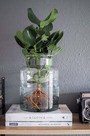 Water Plants Der Neue Pflanzentrend Pflegeleichte Zimmerpflanzen Pflanze Im Glas Pflanzen Dekor