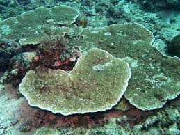 Image result for Astripomoea