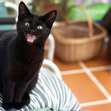 You should take him to a vet. What Do The Different Cat Meows Mean