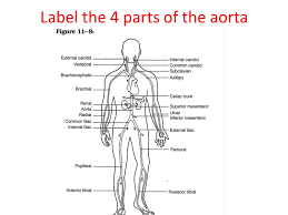 Subclavian artery vertebral artery carotid artery circle of willis brain anatomy and function arteries anatomy nuclear medicine arteries and veins human body systems. Blood Vessel Structure Blood Pressure And Systemic Vessels Ppt Video Online Download