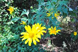 Image result for Tithonia diversifolia