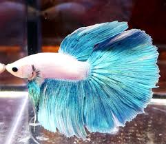 Individual betta (fighting fish) lots will be posted in this section for purchase to enable quick & easy selection of your dream fish. Teal White Body Male Halfmoon Betta Halfmoon Betta Betta Betta Fish Tank