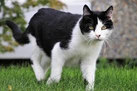 Using mrds to improve care. My Cat Is Limping What Should I Do Part 1 South Lincs Vet Group