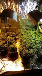 These lights and lenses work together, to make sure the light is optimal at. Led Grow Lights Growweedeasy Com Cannabis Growing Forum