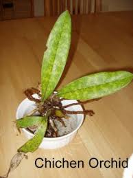 Image result for Oeceoclades maculata