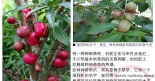 Pokok mahkota dewa dikatakan ubat tradisional yang boleh mengubati penyakit darah tinggi. Lim Anxin Farms çš‡å† æžœ Mahkota Dewa