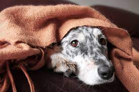 While you simply cannot make that pain disappear, here are a few tips that could help you when you are grieving the loss of your dog. Pet Euthanasia Making The Very Difficult Decision To Euthanize A Pet