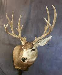I live in western south dakota just outside of rapid city and can tell you that a very hard winter has been deeistating to if they really cared for the mule deer like they say they would listen to hunters and not to politicians. Mule Deer Shoulder Mount Mule Deer Buck Mounts Texas Taxidermy