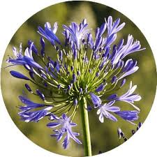 You can often see them on the waters of a quiet lake. 62 Types Of Purple Flowers Proflowers Blog