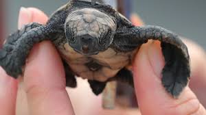 Beside above, is the eac a real thing? Sea You Later Endangered Turtles Released Into The Ocean Morning Bulletin