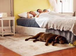 Vor allem, wenn wir mit ihnen das bett teilen. Darum Konnen Sie Hunde Ruhig Im Schlafzimmer Ubernachten Lassen Liebenswert Magazin