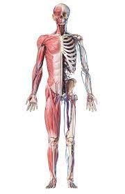 Also, defective and old red blood cells are destroyed in bone marrow. Full Body Human Skeleton With Muscles Photograph By Pixelchaos