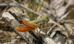 Image result for Rothmannia fischeri