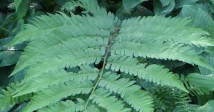 Image result for Vittaria guineensis