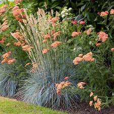 Achillea Fanal Or The Beacon Yarrow Looks Sparce Mediterranean Garden Ornamental Grass Landscape Grasses Landscaping