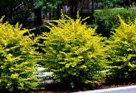 Der gemeine liguster (ligustrum vulgare), der als einziger in europa heimisch ist, ist eine sommergrüne pflanze. Liguster Pflanzen Standort Pflanzzeit Anleitung Und Mehr