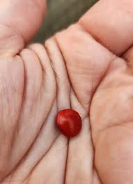 Image result for Dasylepis eggelingii