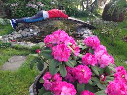 Rhododendron Germania Rhododendron Plants Garden