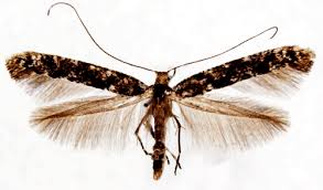 Image result for Phyllonorycter leucographellus