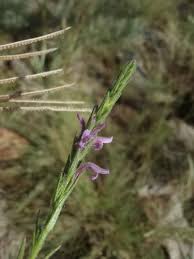 Image result for Striga bilabiata
