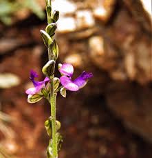 Image result for Lobelia welwitschii