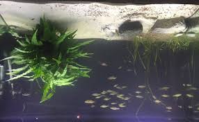 Distillation, chlorination, ion exchange and nitrification. How To Fix Cloudy Water In A New Fish Tank