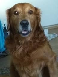 Derya Tunckanat Adli Kullanicinin Dogies Golden Retriever Panosundaki Pin