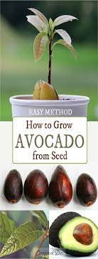 How To Grow An Avocado Tree From An Avocado Pit Dailyhealthyweb Growing An Avocado Tree Avocado Plant Grow Avocado