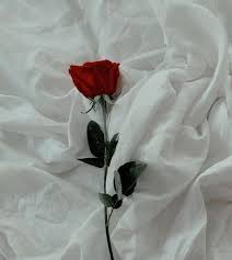 Check spelling or type a new query. Wallpaper Bunga Mawar Yang Indah 50 Wallpaper Bunga Hd Paling Cantik 2018 Download Wallpaper Bunga Mawar 59 Ku Flower Aesthetic Aesthetic Roses Rose Tumblr
