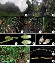Image result for Carex chlorosaccus