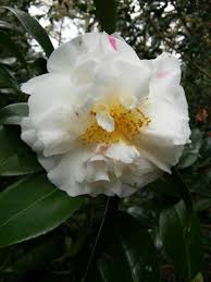 Camellia Thelma Dale Mutated Flowers Plants Peonies