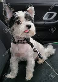 Image result for white yorkshire terrier