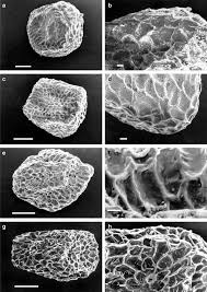 Image result for Schinziella tetragona