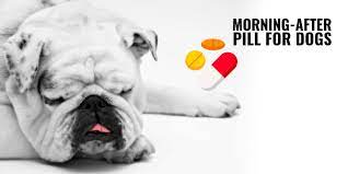 We did not find results for: The Morning After Pill For Dogs Explained Demystified
