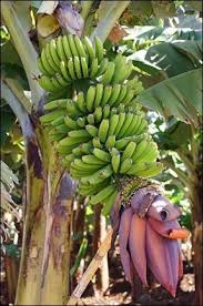 If any of these is not available the tree although will grow but not thrive. Banana Plants Fruit Garden Fruit Plants