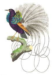 Animal Bird Of Paradise Drawing Vaillantian Paradise Bird Or Violet Black Bird Of Paradise Illustration From The Natural Vintage Bird Illustration Vintage Illustration Woodpecker Illustration