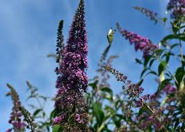 Maybe you would like to learn more about one of these? Il Blog Di Yougardener