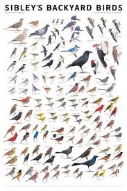 Sparrow Birds Of Colorado Identification Sibley S Bird Calendars And Posters Aves Carteles De Animales Aves Exoticas