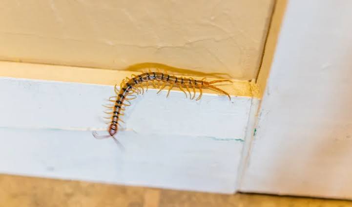 Why Are House Centipedes in My Home? | Arrow Services