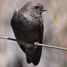 Image result for Wahlenbergia paludicola